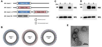 Chimeric H5 influenza virus-like particle vaccine elicits broader cross-clade antibody responses in chickens than in ducks